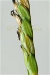  Spikelets with lower lemmas visible, one lower glume also visible